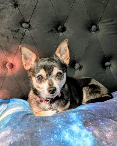 Cute Chihuahua named Kiyah