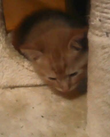 Cute tabby named Tiger