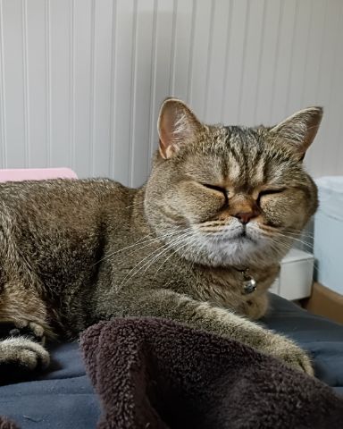 Cute British Shorthair named Peaches