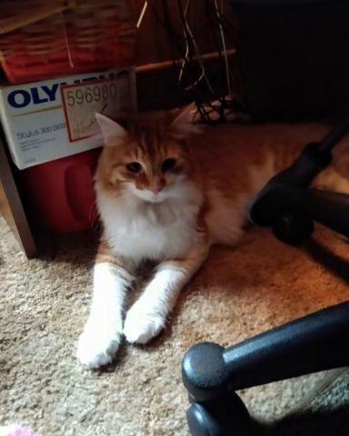 Cute cat named Lucky