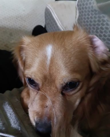 Cute PugZu named Yuri