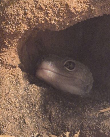 Cute blizzard lepord gecko named crystal