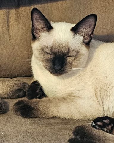 Cute cat named Luna🌙💫 (twin of Stella)