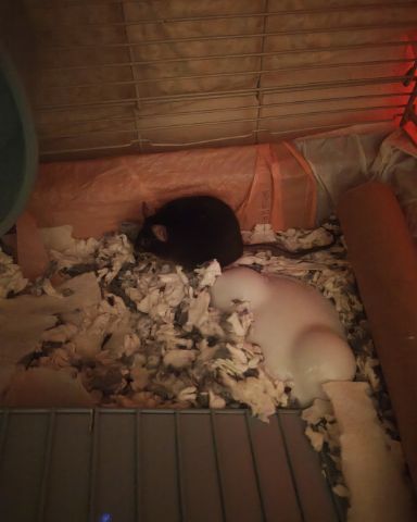 Cute Mouse named Prof. RatRat