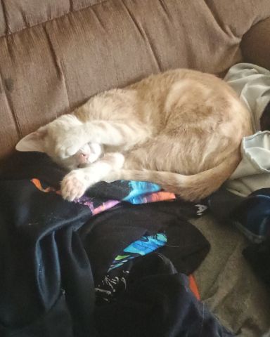 Cute orange cat named Aphrodite