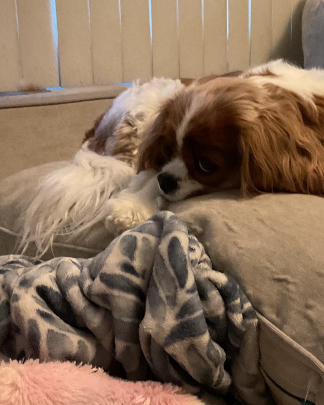 Cute Cavalier King Charles Spaniel named Arya