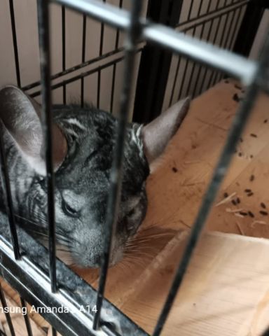 Cute Chinchilla named Chimmichanga