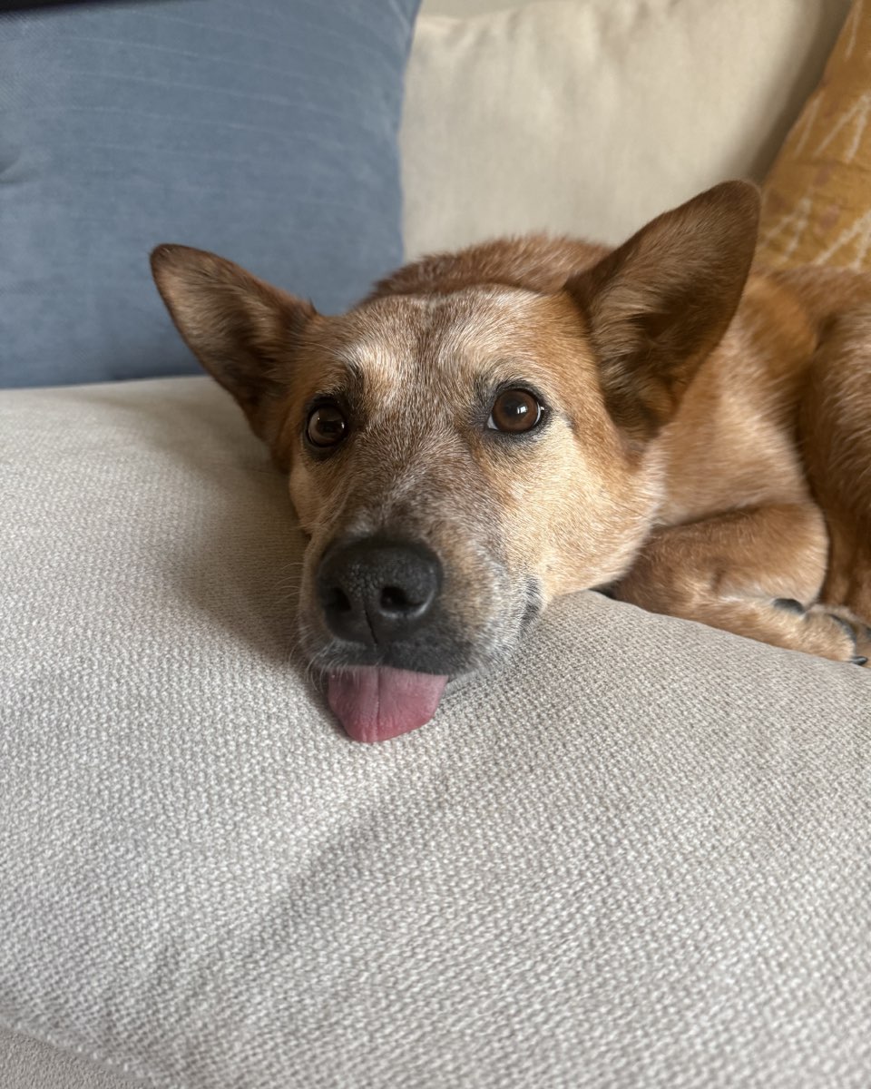 Cute dog named Breslin