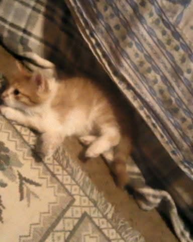 Cute cat named Lucky