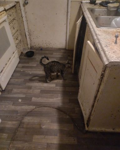 Cute Tybee named pepper