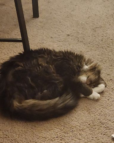 Cute cat named Jordan