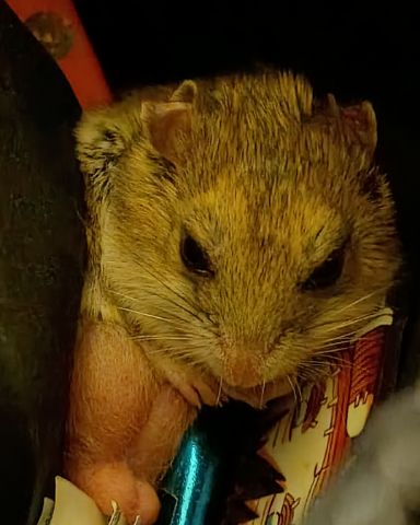 Cute cambell dwarf hamster named sam