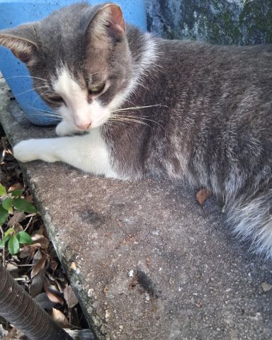 Cute cat named Mr. Orange