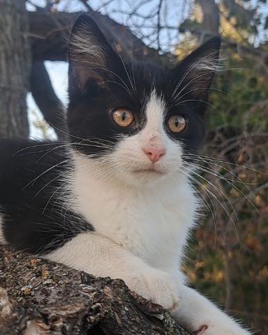 Cute cat named Bramble