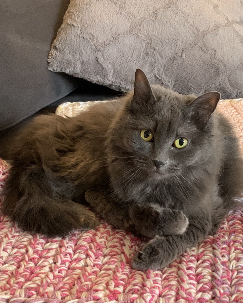 Cute Domestic Longhair named Sophie