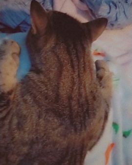 Cute Grey stripped tabby named Sebby