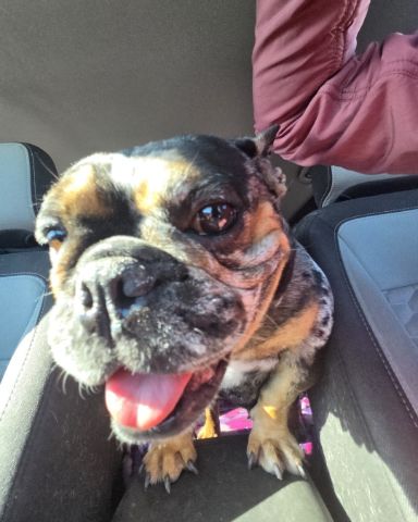 Cute dog named Patty