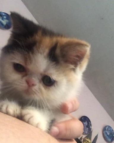 Cute Exotic Shorthaired Calico Persian named Callie