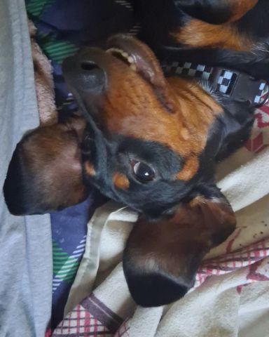 Cute dachshund named maximus