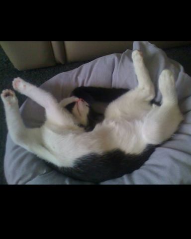 Cute Tuxedo named Zeke