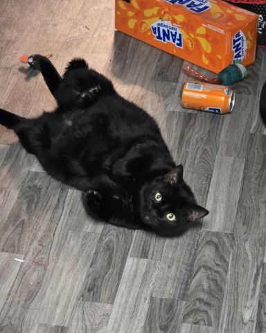 Cute cat named Whiskey
