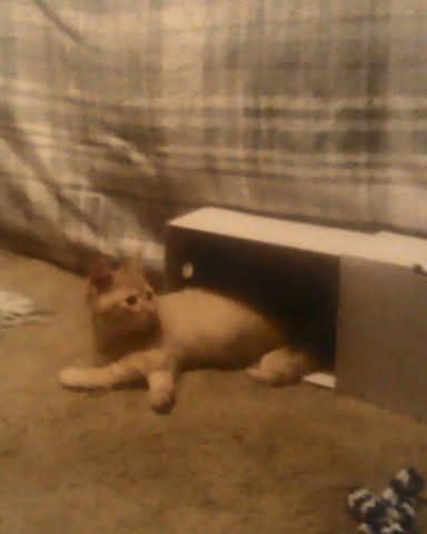 Cute tabby named Tiger