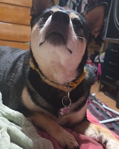 Cute Shiba/Heeler named Olive