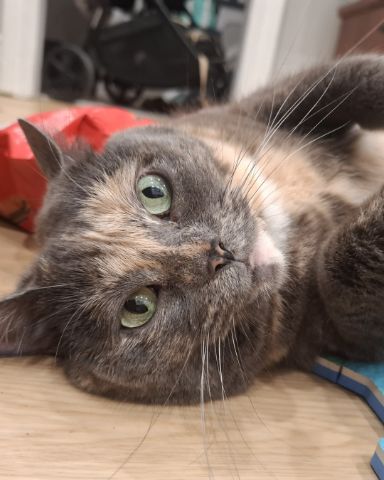 Cute calico named jellybean