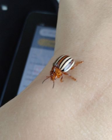 Cute False Potato Beetle named Tater