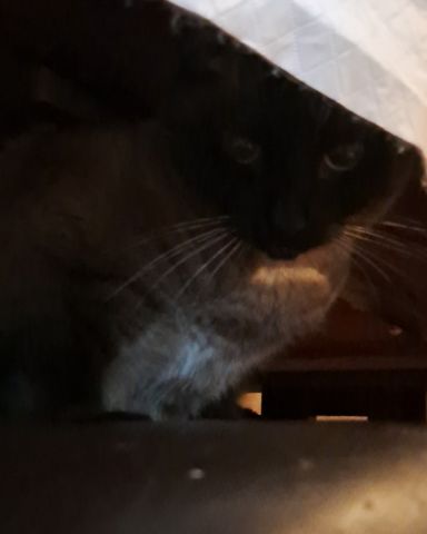 Cute Siamese named stub tail Stella🙃😎 (twin of Luna)