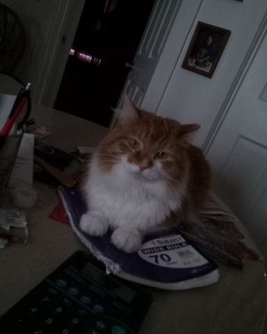 Cute cat named Lucky