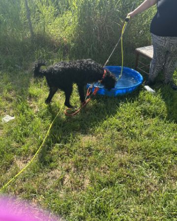 Cute dog named Bellatrix