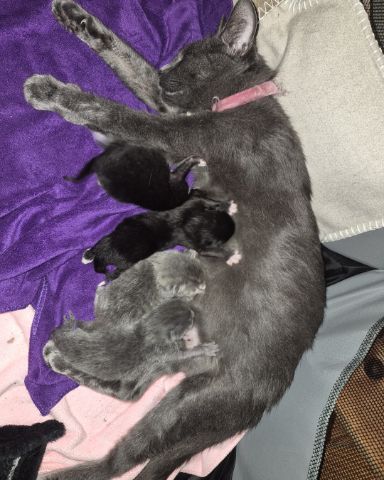 Cute Shorthair named Ashe [and her babies]