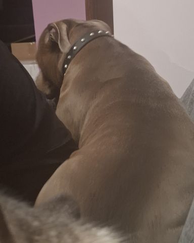 Cute pitbull named violet