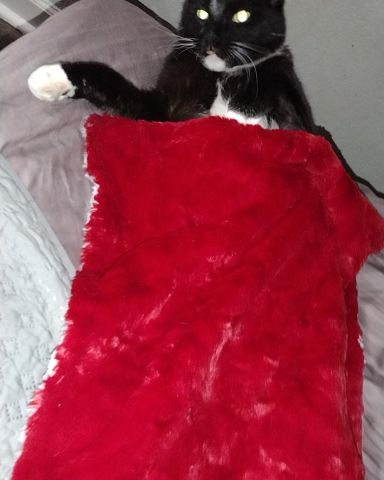 Cute Tuxedo cat named Mr.Pickles