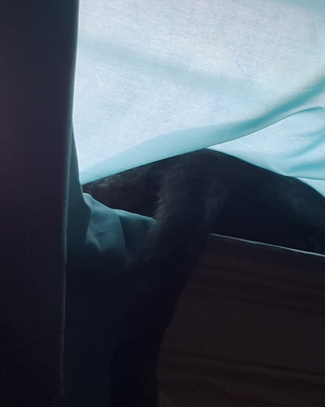 Cute cat named zenth