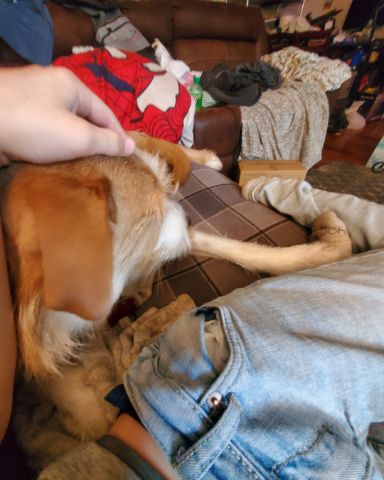 Cute dog named Dexter