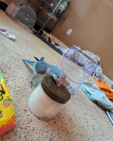 Cute Quaker parrot named pixie