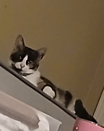 Cute domestic short hair named Ivy