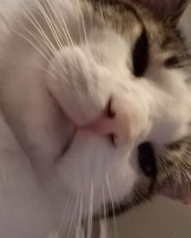Cute cat named Tomas