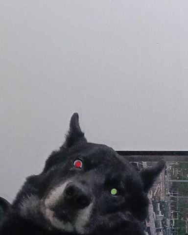 Cute dog named Niko