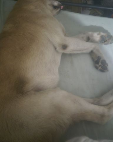 Cute mutt named butterscotch