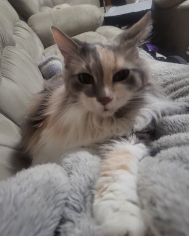 Cute Norwegian Forest Cat named Mouser