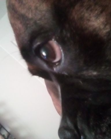 Cute boxer named she is watching TV