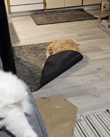 Cute cat named Smudge ( Orange ) And Marshmallow ( White )