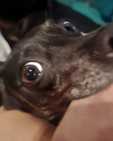 Cute dog named Lumos