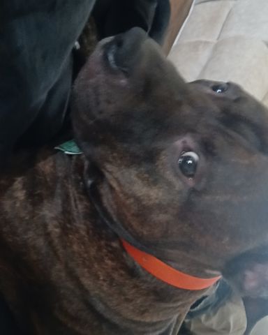 Cute Pit Bull named Duke