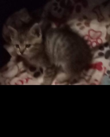 Cute cat named warrior