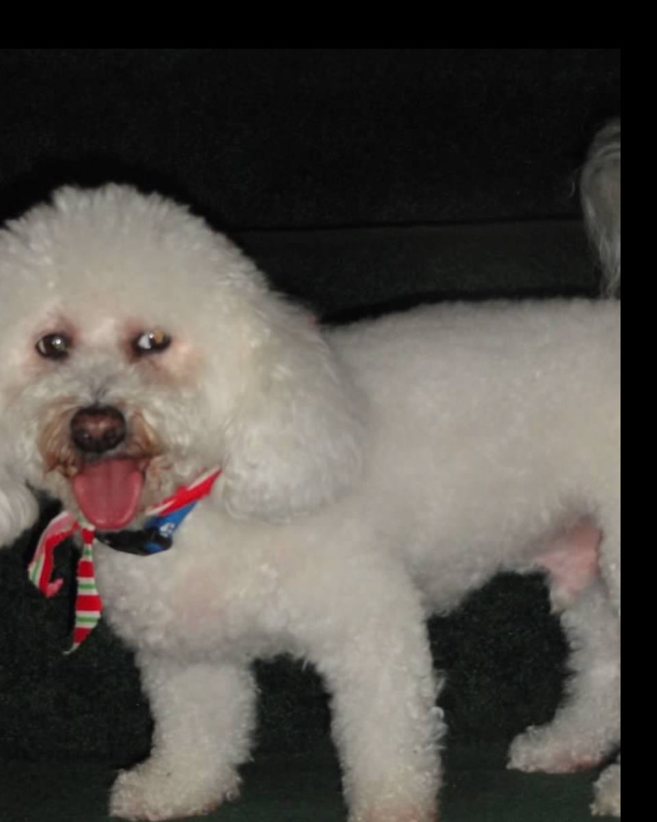 Cute Bichon Frise named Myles