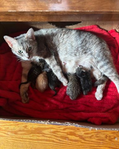 Cute muted tortie named Opal